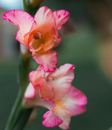 fleur de naissance aout