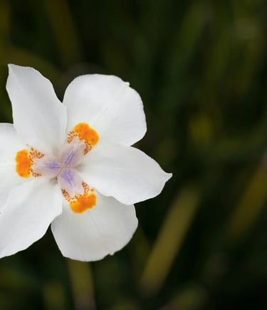 fleur de naissance juillet