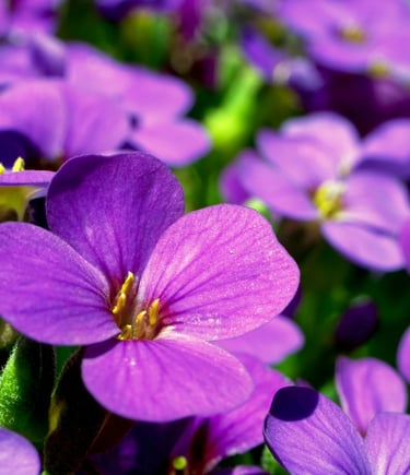 fleur de naissance fevrier