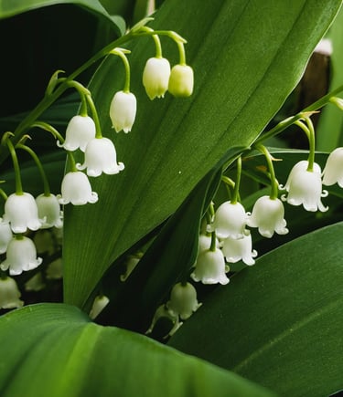 fleur de naissance mai