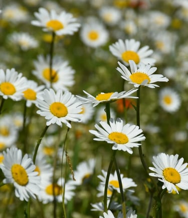 fleur de naissance avril