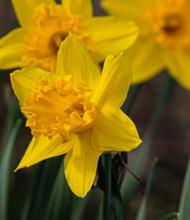 fleur de naissance mars