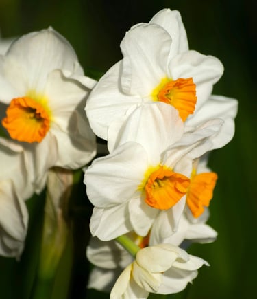 fleur de naissance décembre