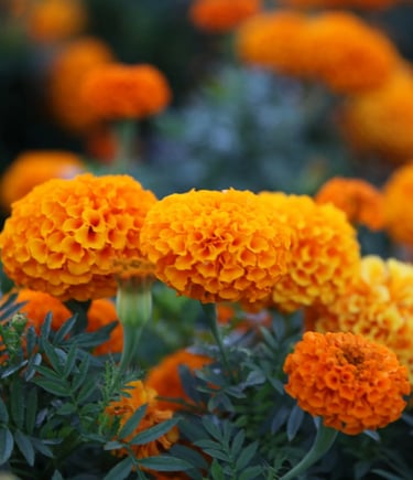 fleur de naissance octobre