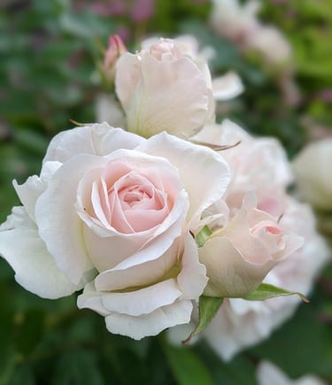 fleur de naissance juin