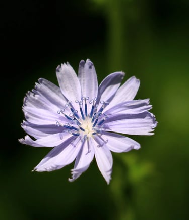 fleur de naissance septembre