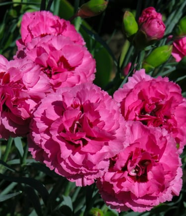 fleur de naissance janvier