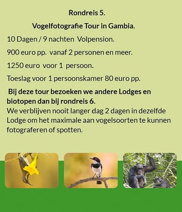Flyer Tour 5 – 10-daagse vogelfotografie Gambia rondreis, full board, prijs vanaf €900 p.p. Inclusie