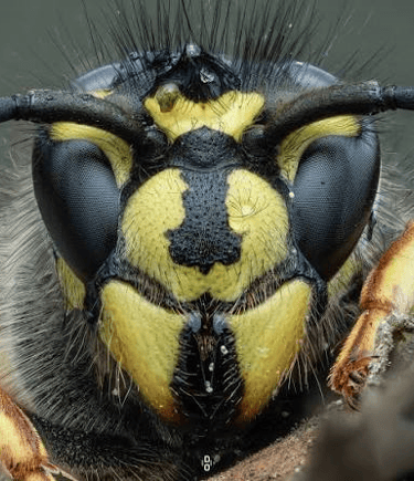 close up of a wasp