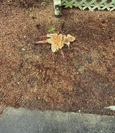 A stump to be removed in a front yard near Bothell, WA