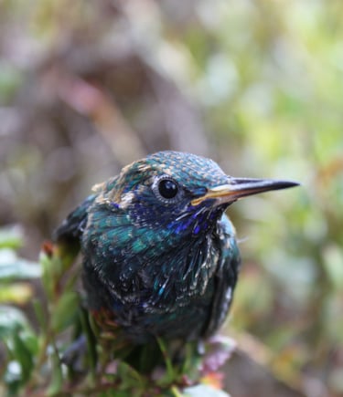Metallura tyrianthina en Reserva Natural El Páramo, Guasca, Colombia