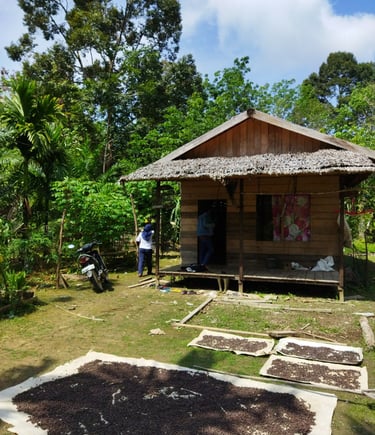 proses pasca panen natural kopi robusta di desa pasak piang, kuburaya, kalimantan barat
