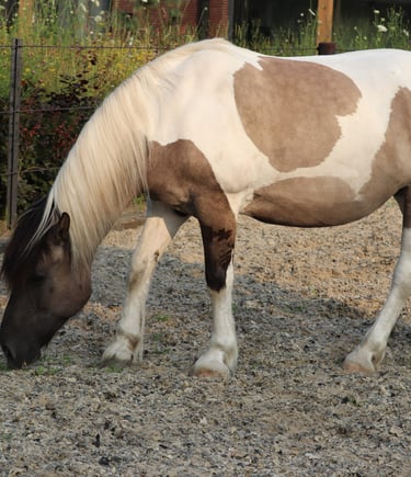 een bruin met wit paard met zijn hoofd naar beneden