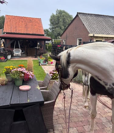 een paard zonder ruiter in de achtertuin bij een tafel
