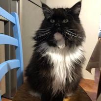 a black cat maine coon polydactyl sitting on a chair in a room