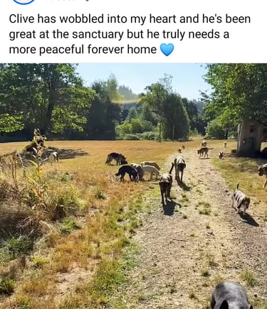 a dog is walking down a path with a dog