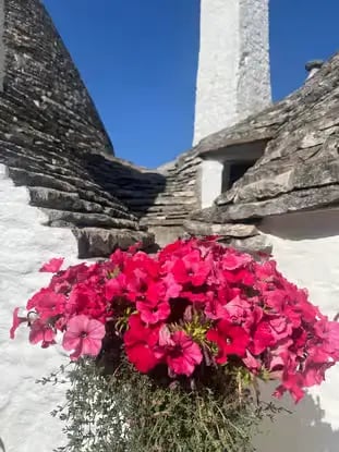 Pink flowers blooming against mortarless limestone Trulli rooftop detail in Alberobello