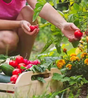 Hands picking fresh ripe tomatoes and organic vegetables during farmhouse visit garden tour