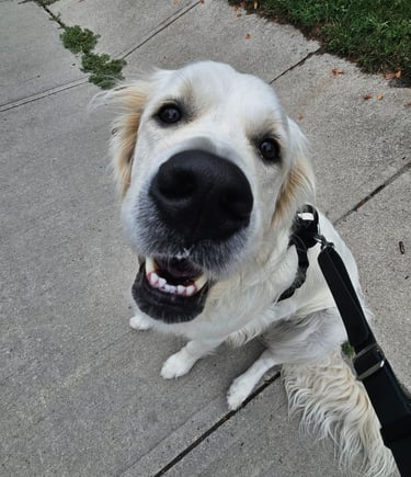 dog walk on leash in leslieville