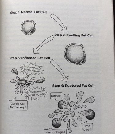 这是一个发炎的,破碎的脂肪细胞。