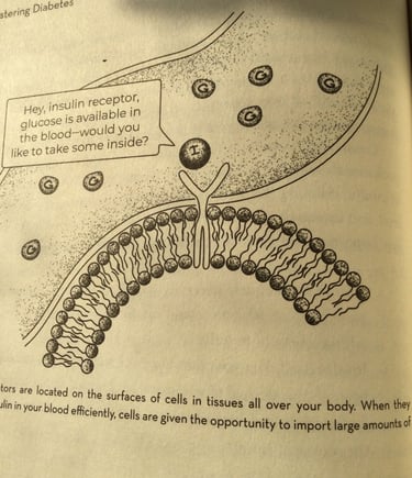 一个位于细胞表面的胰岛素受体。