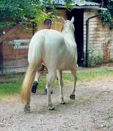 americain mare quarter horse jument cremello blue eyes