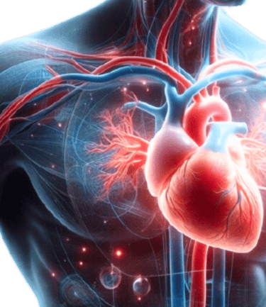 The Human Heart