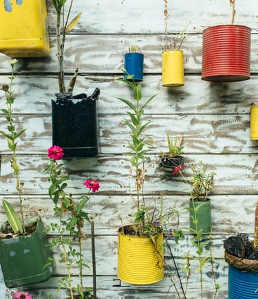 Old aluminum cans repurposed as planters. Budget-friendly gardening