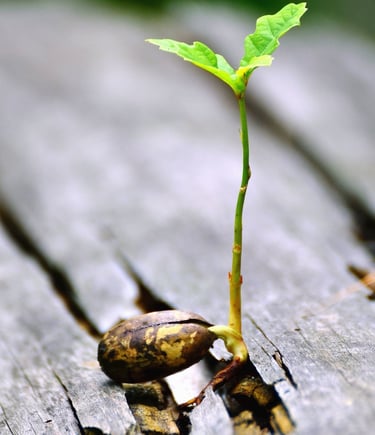 planta germinando para ilustrar la esperanza