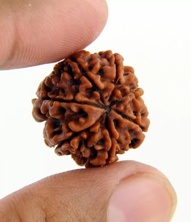 Rudraksha