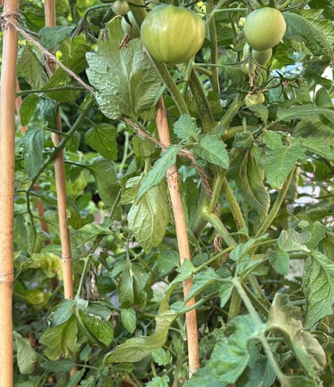 Tomato Tower – Sun-ripened flavour on tap