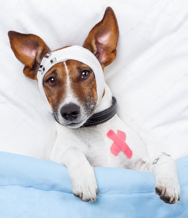reabilitação pós cirurgia recuperação e tratamento pet DAY CARE PET