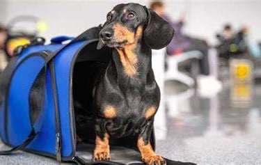 leva e traz serviço de busca pet cães e gatos DAY CARE PET