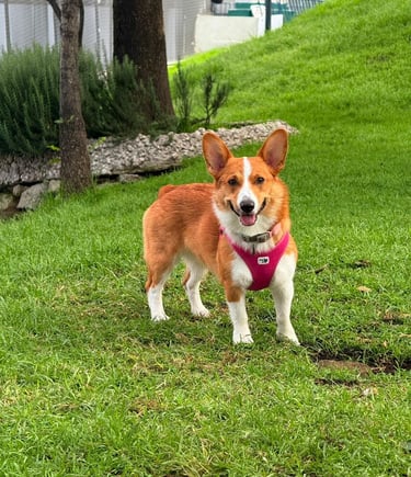 A happy Corgi on grass