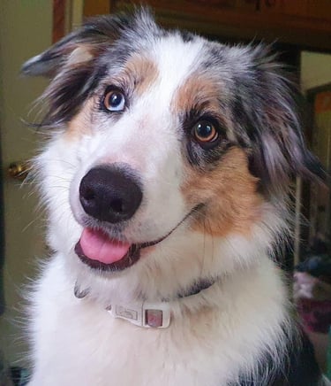 tri blue merle border collie girl 