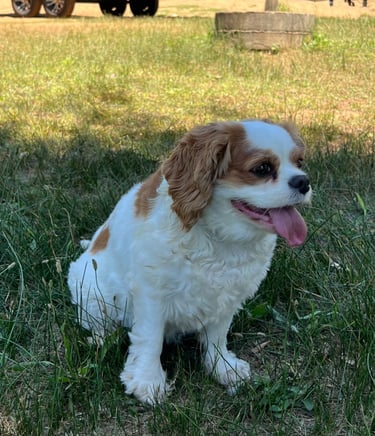 photo of a dog on green grass in front of a rental camper trailer