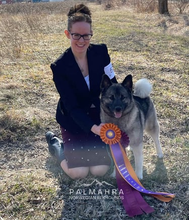 Handler with Norwegian Elkhound and winning rosettes