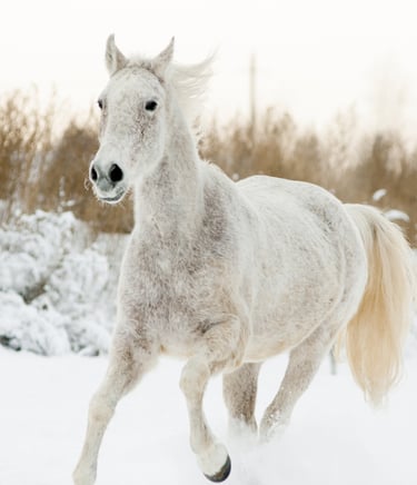 higher-self-meditation-2026-new-life-new-you