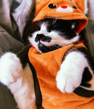 Un gato esmoquin blanco y negro duerme plácidamente con una adorable sudadera con capucha de disfraz