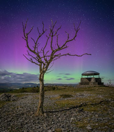 a tree with a purple sky and stars in the background