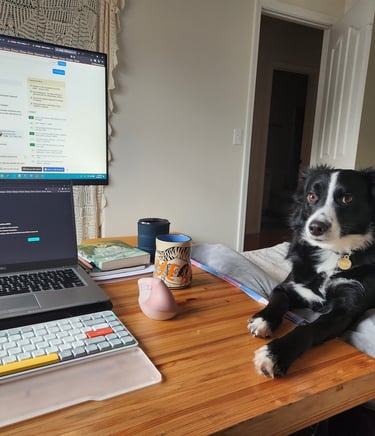 border collie laying near work desk looking into the camera