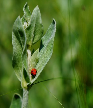 sophrologue villefranche sur saone
