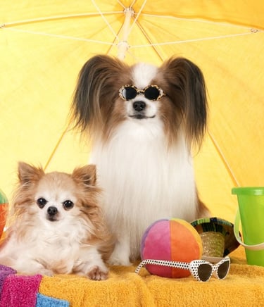 Dos perros chihuahua de pelo largo se relajan bajo una sombrilla de playa amarilla con juguetes de playa y gafas de sol.