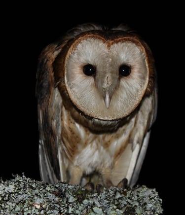 Tyto alba (lechuza de campanario) en Reserva Natural El Páramo, Guasca