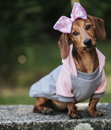 perrita color marron con abrigo gris y rosa, con lazo en la cabeza