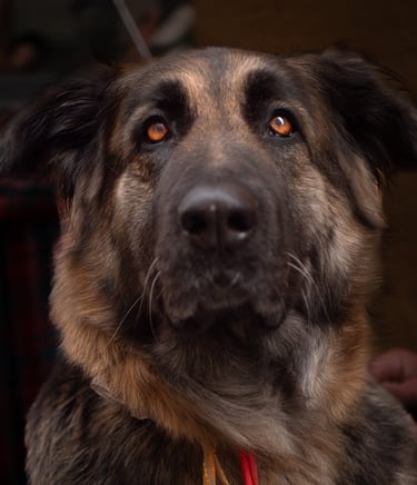 séance photo animal de compagnie