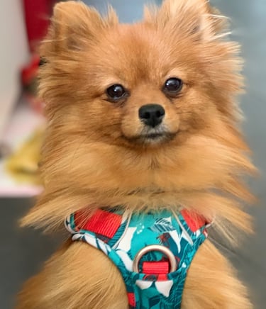 Spitz posant pour la photo