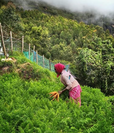 Carrot farmer at Poondi
