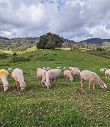 Mannavanur Sheep Farm