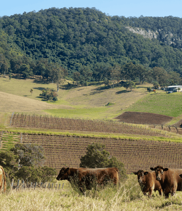 Photo of A Hunter Valley vineyard